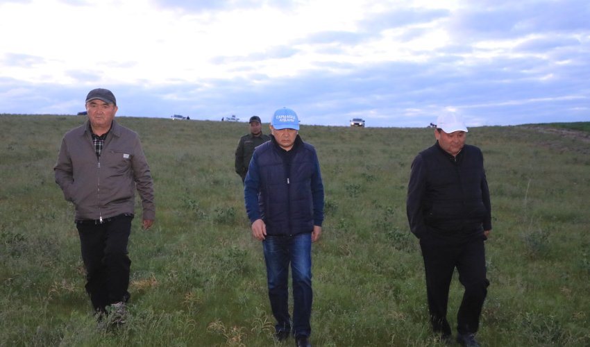 Сарыағаш ауданында ауыл шаруашылығы алқаптарын марокколық шегірткеден қорғау жұмыстары күшейтілді