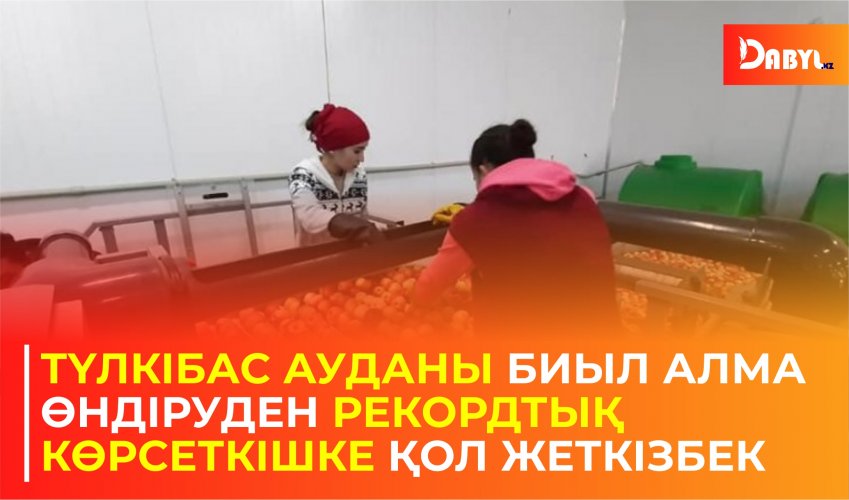 Түлкібас ауданы биыл алма өндіруденрекордтық көрсеткішке қол жеткізбек