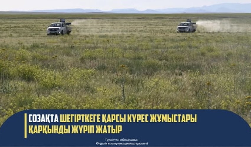СОЗАҚТА ШЕГІРТКЕГЕ ҚАРСЫ КҮРЕС ЖҰМЫСТАРЫ ҚАРҚЫНДЫ ЖҮРІП ЖАТЫР