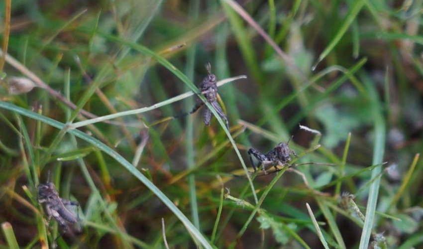 Қазақстанда шегіртке зиянкестеріне қарсы 1,7 млн гектар алқапқа өңдеу жүргізілді
