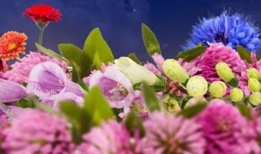 ШЫМКЕНТТЕ «ГҮЛДЕР ЖӘРМЕҢКЕСІ» ӨТЕДІ