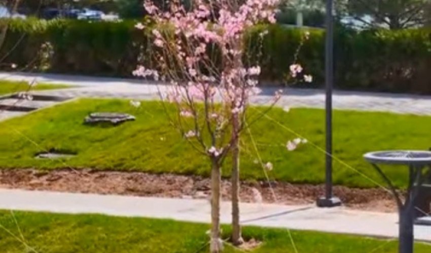 ШЫМКЕНТТЕ САКУРА АҒАШЫ ГҮЛДЕДІ