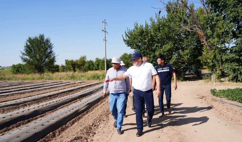 Қазығұртта көкөніс өндірісін арттыруға бағытталған жоба жүзеге асуда