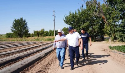Қазығұртта көкөніс өндірісін арттыруға бағытталған жоба жүзеге асуда