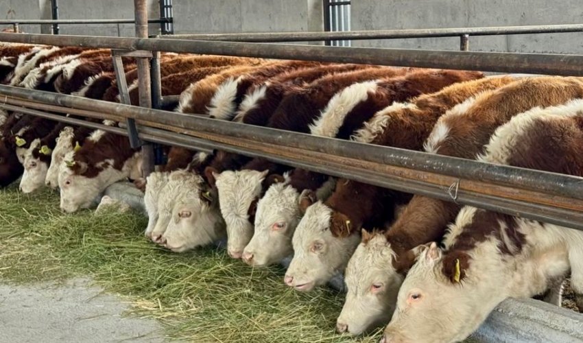 КЕНТАУ ҚАЛАСЫНДА ІРІ АГРОӨНЕРКӘСІПТІК ЖОБА ЖҮЗЕГЕ АСЫРЫЛМАҚ
